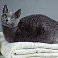 Russian Blue by Nailia Schwarz Russian Blue by Nailia Schwarz