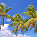 52- Palms In Paradise Photograph by Joseph Keane 52- Palms In Paradise Photograph by Joseph Keane