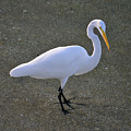 59- Great Egret Photograph by Joseph Keane 59- Great Egret Photograph by Joseph Keane