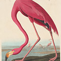 American Flamingo Painting by John James Audubon American Flamingo Painting by John James Audubon
