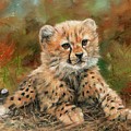 Cheetah Cub by David Stribbling Cheetah Cub by David Stribbling