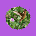 Hummingbird Photograph by Holden The Moment Hummingbird Photograph by Holden The Moment