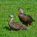 6- Mottled Ducks Photograph by Joseph Keane 6- Mottled Ducks Photograph by Joseph Keane