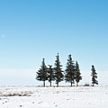 6 Pines And The Moon Photograph by Troy Stapek 6 Pines And The Moon Photograph by Troy Stapek