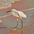 6- Snowy Egret Photograph by Joseph Keane 6- Snowy Egret Photograph by Joseph Keane