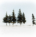 6 Trees Photograph by Troy Stapek 6 Trees Photograph by Troy Stapek