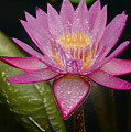 Water Lily by Mark Gilman Water Lily by Mark Gilman