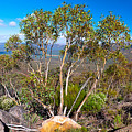 Wilpena Pound  #6 Photograph by Bill  Robinson
