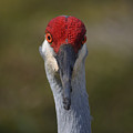 61- Sandhill Crane Photograph by Joseph Keane 61- Sandhill Crane Photograph by Joseph Keane