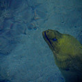 68- Moray eel Photograph by Joseph Keane 68- Moray eel Photograph by Joseph Keane