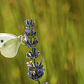 Pieris brassicae, the large white, also called cabbage butterfly Photograph by Amanda Mohler Pieris brassicae, the large white, also called cabbage butterfly Photograph by Amanda Mohler