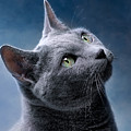 Russian Blue Cat Photograph by Nailia Schwarz Russian Blue Cat Photograph by Nailia Schwarz