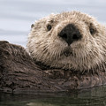 Sea Otter Elkhorn Slough Monterey Bay Photograph by Sebastian Kennerknecht Sea Otter Elkhorn Slough Monterey Bay Photograph by Sebastian Kennerknecht
