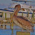 8- Brown Pelican Photograph by Joseph Keane 8- Brown Pelican Photograph by Joseph Keane