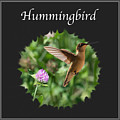 Hummingbird Photograph by Holden The Moment Hummingbird Photograph by Holden The Moment