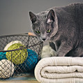 Russian Blue by Nailia Schwarz Russian Blue by Nailia Schwarz