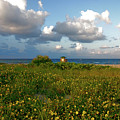 8- Sunflowers In Paradise Photograph by Joseph Keane 8- Sunflowers In Paradise Photograph by Joseph Keane