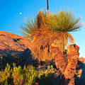Wilpena Pound by Bill Robinson Wilpena Pound by Bill Robinson