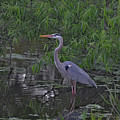 9- Great Blue Heron Photograph by Joseph Keane 9- Great Blue Heron Photograph by Joseph Keane