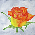 A Birthday Rose by Steven Powers SMP