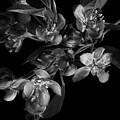 A Black And White Spring Photograph by Mike Eingle A Black And White Spring Photograph by Mike Eingle