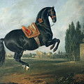 A Black Horse Performing The Courbette by Johann Georg Hamilton A Black Horse Performing The Courbette by Johann Georg Hamilton