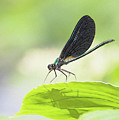 A bug with shadow Photograph by Tatiana Travelways A bug with shadow Photograph by Tatiana Travelways