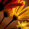 A Bunch of Beauties Photograph by Julie Lueders A Bunch of Beauties Photograph by Julie Lueders