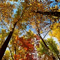 A Canopy Of Color by Patricia Twardzik A Canopy Of Color by Patricia Twardzik