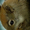 A Cute Thief by Randy J Heath A Cute Thief by Randy J Heath