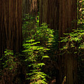 A Deer In The Redwoods by James Eddy