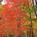 A Fall Forest Portrait Photograph by Gwen Gibson A Fall Forest Portrait Photograph by Gwen Gibson
