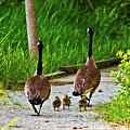 A Family Stroll by Edward Peterson A Family Stroll by Edward Peterson