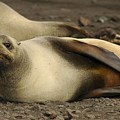A Female Antarctic Fur Seal Sunning., By Noaa by Noaa A Female Antarctic Fur Seal Sunning., By Noaa by Noaa