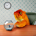 A Fish Out Of Water by Carrie Jackson A Fish Out Of Water by Carrie Jackson