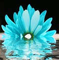 A Float Photograph by Julie Lueders A Float Photograph by Julie Lueders