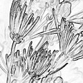 A Flower Sketch Photograph by Julie Lueders A Flower Sketch Photograph by Julie Lueders