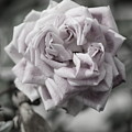 A French Manicure Almost Black and White Pale Pink Rose Photograph by Colleen Cornelius A French Manicure Almost Black and White Pale Pink Rose Photograph by Colleen Cornelius