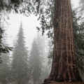 A Giant in the Fog Photograph by Belinda Greb A Giant in the Fog Photograph by Belinda Greb