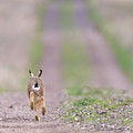 A Hare's Tail by Pete Walkden