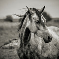 A horse in profile in black and white Photograph by Dimitar Hristov A horse in profile in black and white Photograph by Dimitar Hristov
