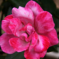 A Knockout Pink by Paul Anderson A Knockout Pink by Paul Anderson