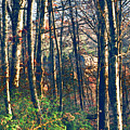 A late Autumn Walk in the Woods Photograph by Stacie Siemsen A late Autumn Walk in the Woods Photograph by Stacie Siemsen