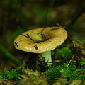 A Little Wet Mushroom by Jeff Swan A Little Wet Mushroom by Jeff Swan