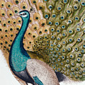 A Male Peacock In Full Display, 1763 by Johann Leonhard Frisch A Male Peacock In Full Display, 1763 by Johann Leonhard Frisch