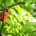 A Northern Cardinal Enjoying The Springtime by Ed Stines A Northern Cardinal Enjoying The Springtime by Ed Stines