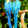 A Pair of Parrots by Marilyn Hunt A Pair of Parrots by Marilyn Hunt