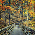 A Path Into Autumn by Evelina Kremsdorf A Path Into Autumn by Evelina Kremsdorf