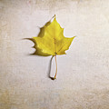 A Single Yellow Maple Leaf by Scott Norris A Single Yellow Maple Leaf by Scott Norris