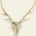 A Stag Shot By John Brown by Queen Victoria A Stag Shot By John Brown by Queen Victoria